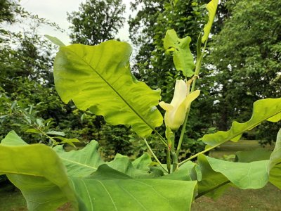 Magnolia macrophylla ssp. ashei - šácholan velkolistý.